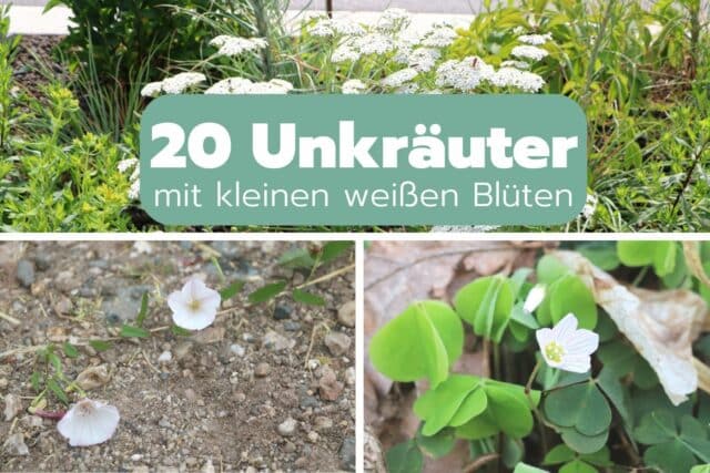 Unkräuter mit kleinen weißen Blüten