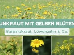 Unkraut mit gelber Blüte
