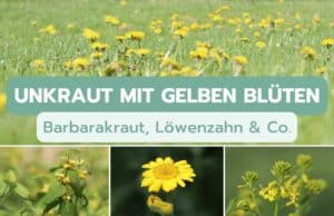 Unkraut mit gelber Blüte