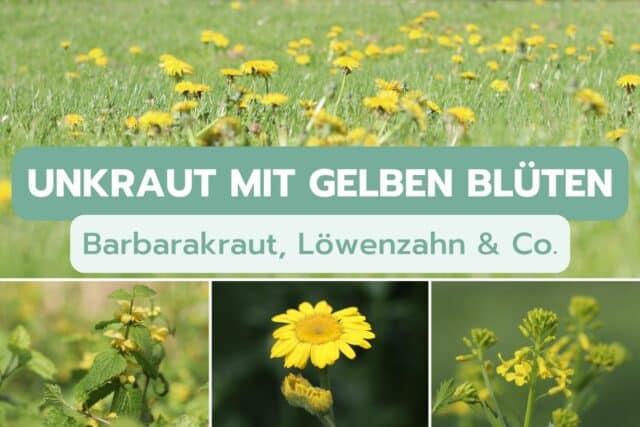 Unkraut mit gelber Blüte