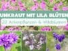Unkraut mit lila Blüten