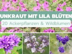 Unkraut mit lila Blüten