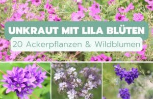 Unkraut mit lila Blüten