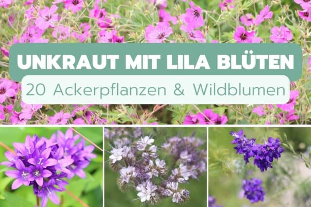 Unkraut mit lila Blüten