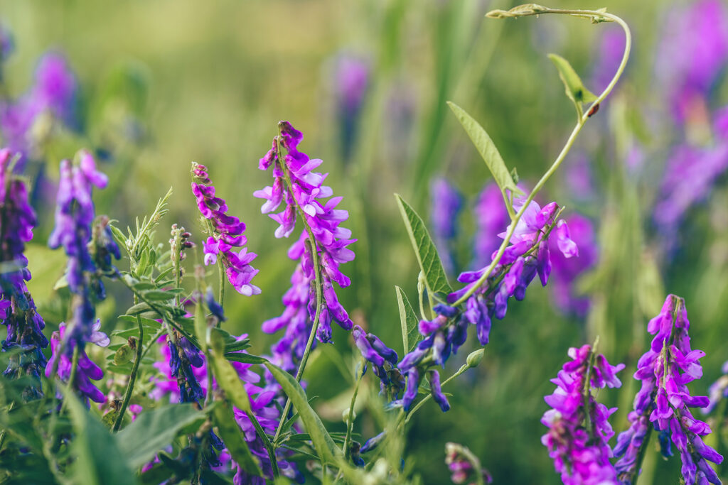 Unkraut mit lila Blüten - Vogel-Wicke (Vicia cracca)