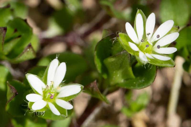 Vogelmiere (Stellaria media)