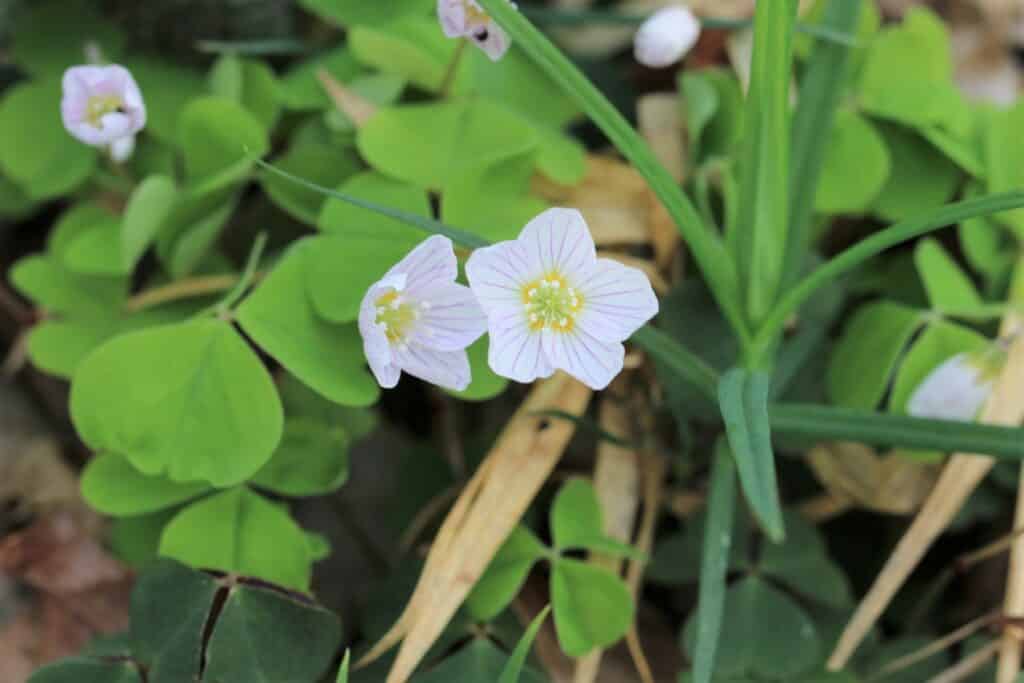 Waldsauerklee (Oxalis acetosella)