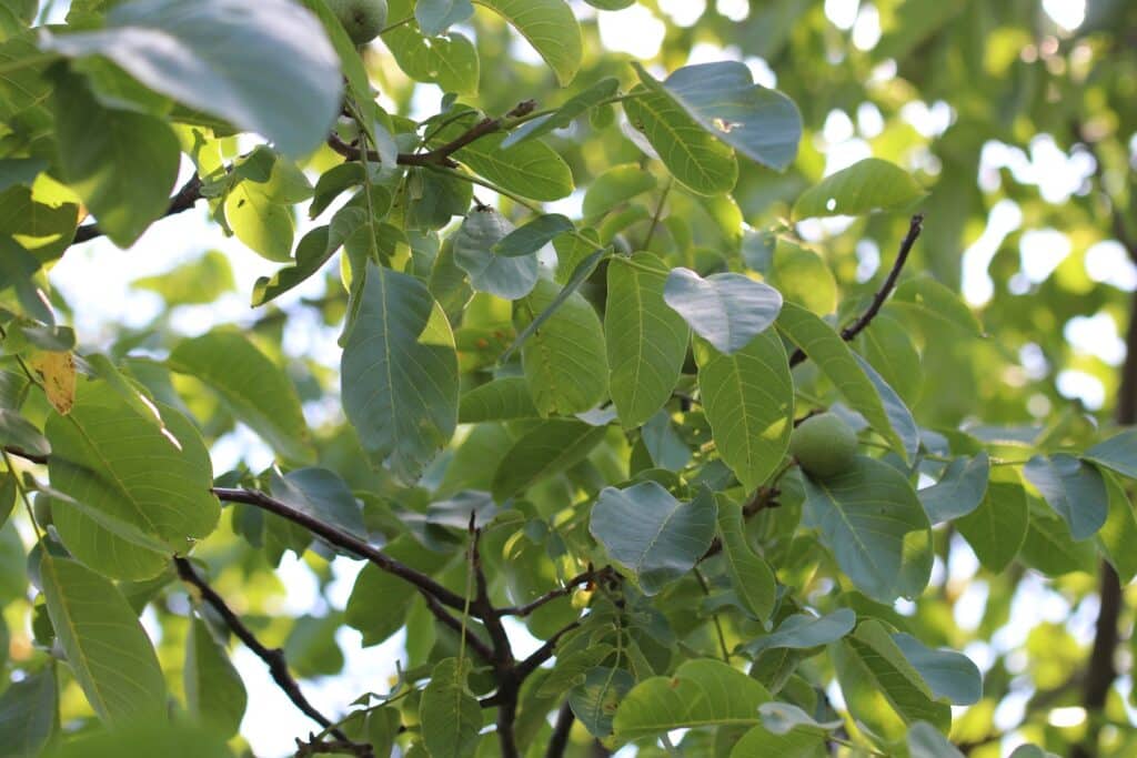 Walnussbaum (Juglans regla)