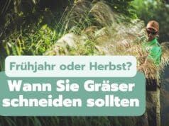 Gräser im Frühjahr oder im Herbst schneiden