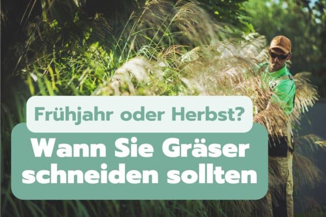 Gräser im Frühjahr oder im Herbst schneiden
