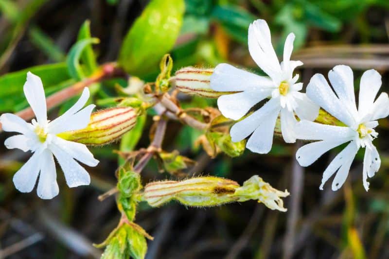 Weiße Lichtnelke (Silene latifolia)