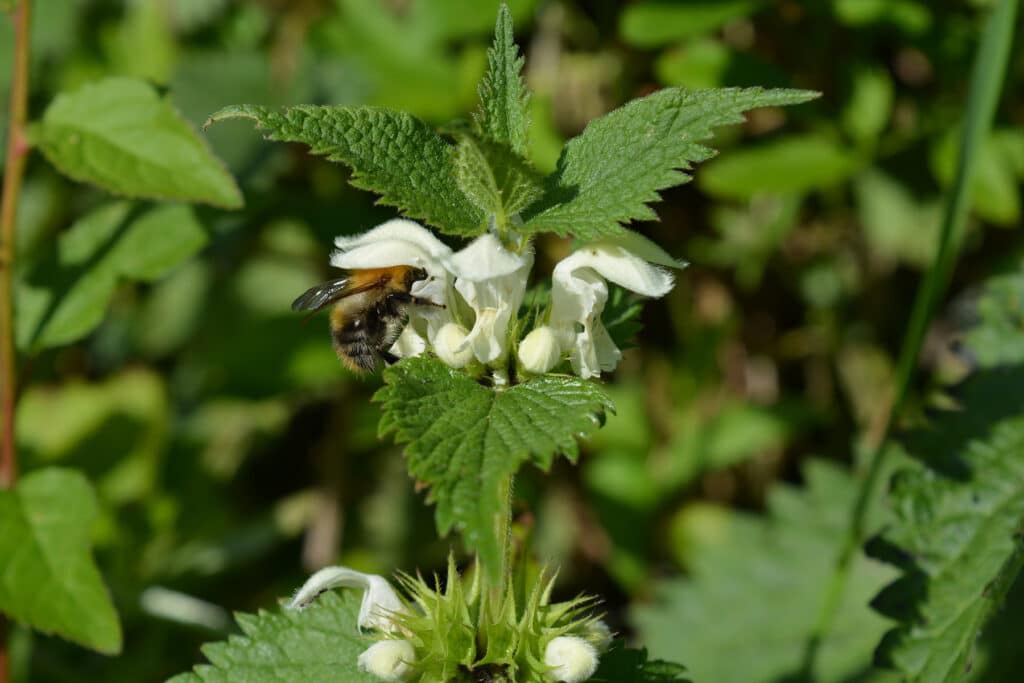 Weiße Taubnessel (Lamium album)