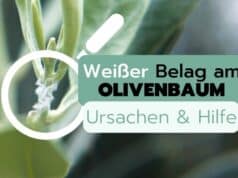 Weißer Belag am Olivenbaum