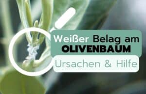 Weißer Belag am Olivenbaum