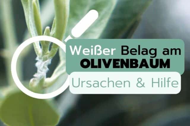 Weißer Belag am Olivenbaum