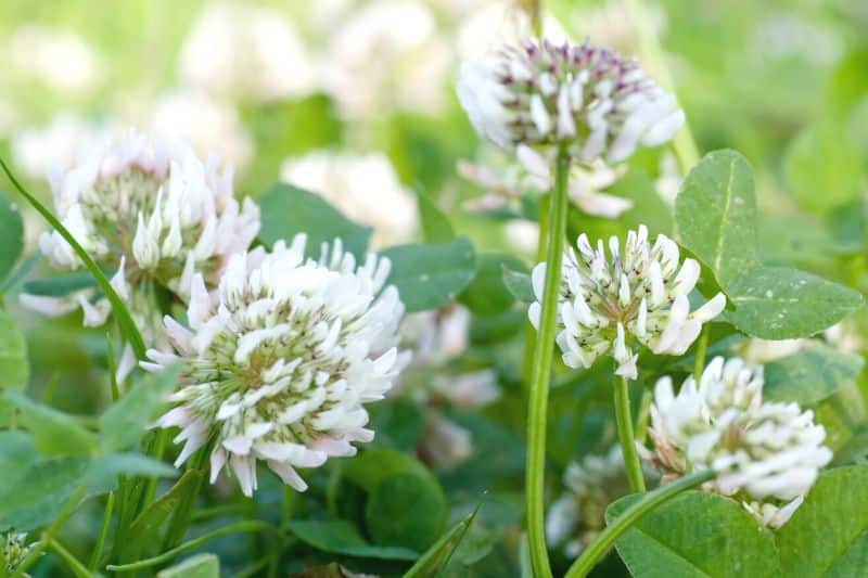 Weißklee (Trifolium repens)