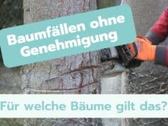 Welche Bäume darf man ohne Genehmigung fällen