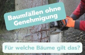 Welche Bäume darf man ohne Genehmigung fällen