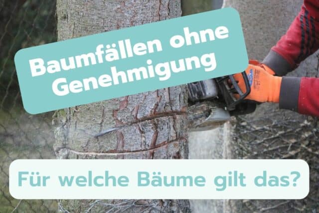 Welche Bäume darf man ohne Genehmigung fällen