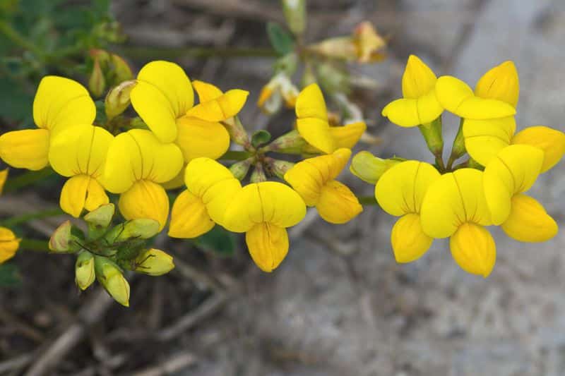 Wiesen-Platterbse (Lathyrus pratensis)