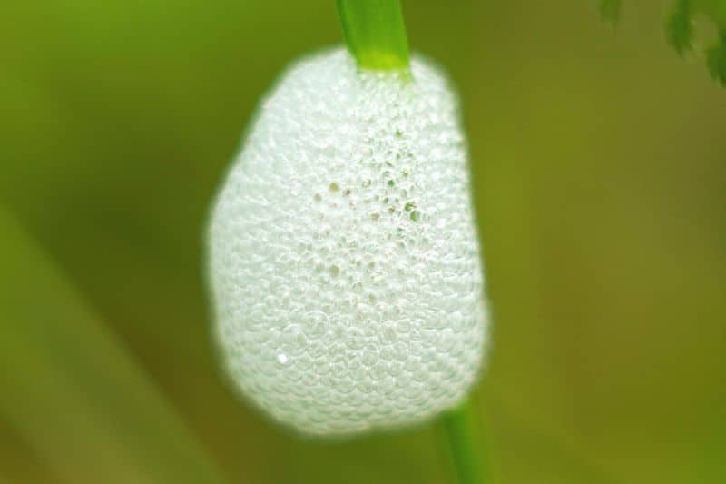 Schaumnest der Wiesenschaumzikade