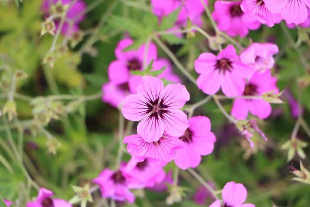 Unkraut mit lila Blüten - Wilde Malve (Malva sylvestris)