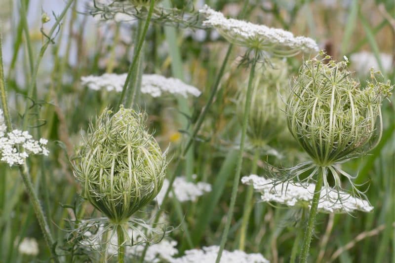 Wilde Möhre (Daucus carota subsp. carota)