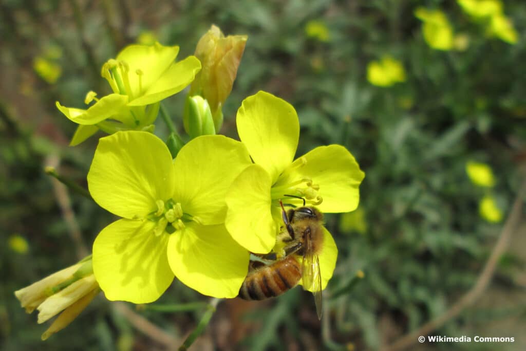 Wilde Rauke (Diplotaxis tenuifolia)