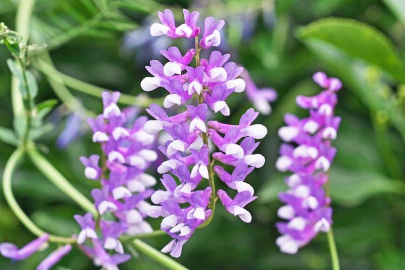 Unkraut mit lila Blüten - Zottige Wicke (Vicia villosa)