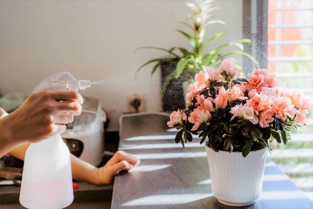 Azalee mit Wasser besprühen