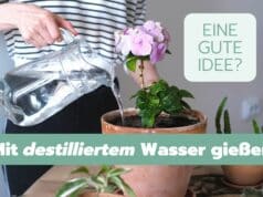 Destilliertes Wasser zum Gießen oder Besprühen