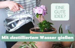 Destilliertes Wasser zum Gießen oder Besprühen