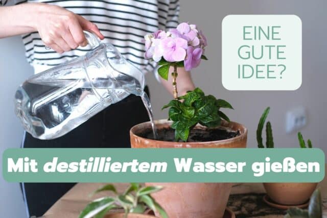 Destilliertes Wasser zum Gießen oder Besprühen