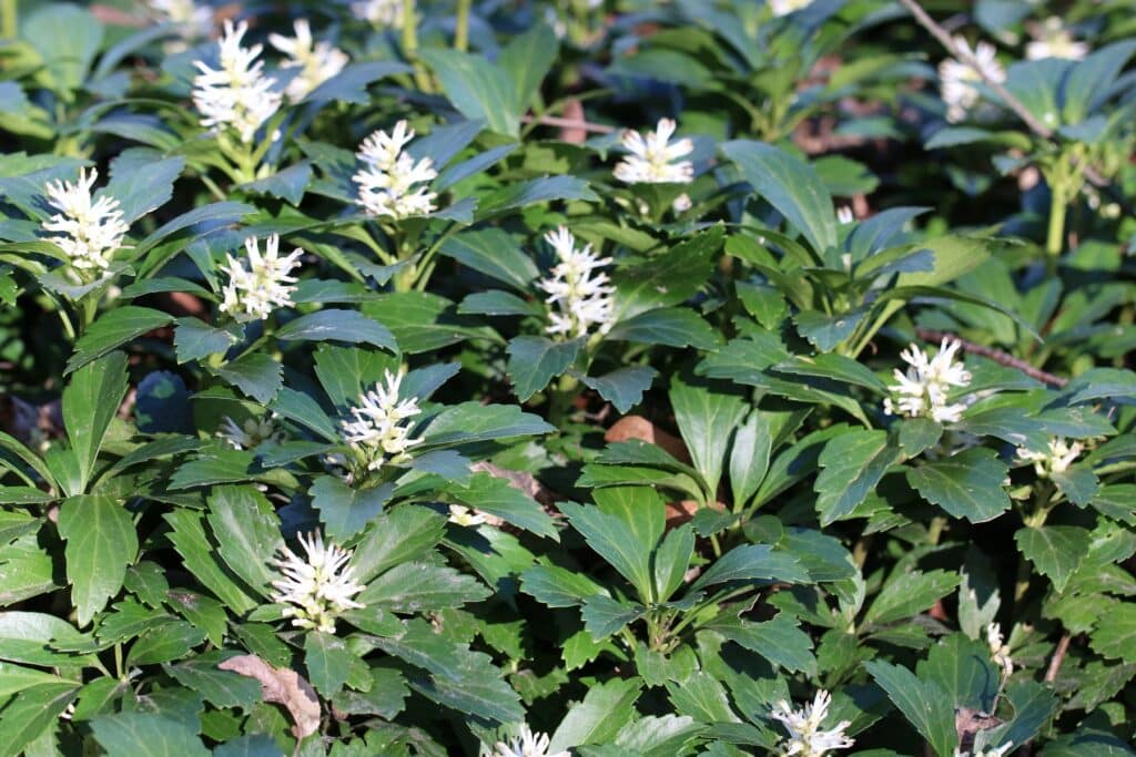 Dickmännchen/Ysander (Pachysandra terminalis)