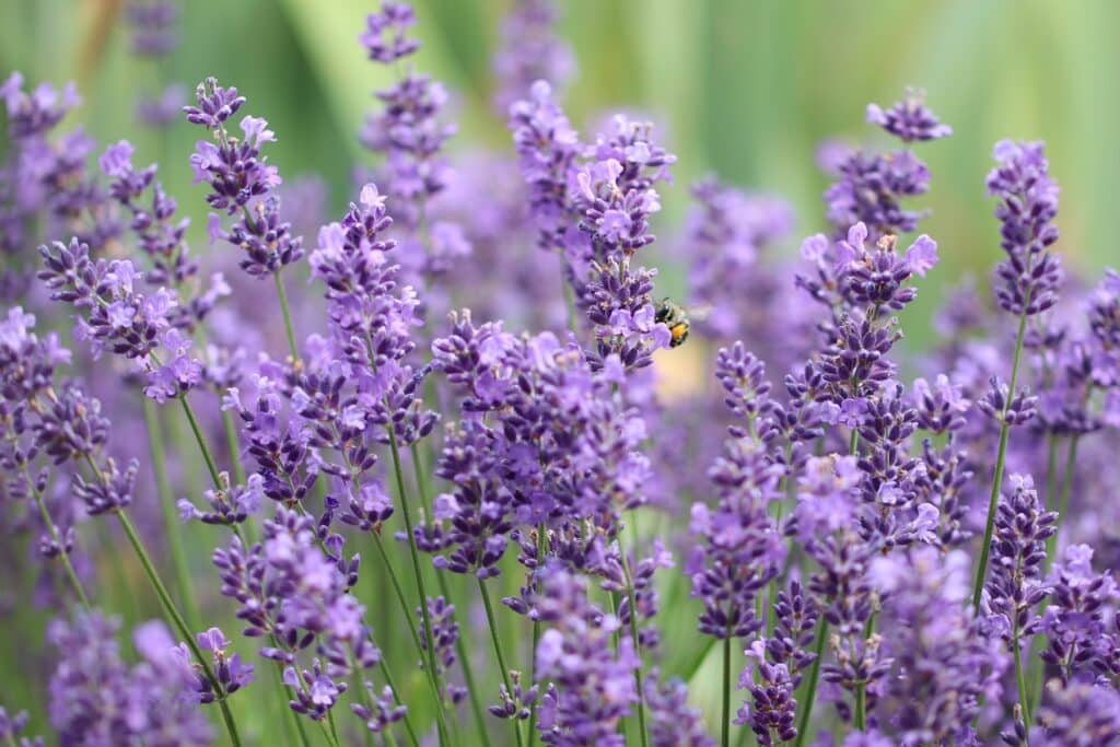 Echter Lavendel (Lavandula angustifolia)