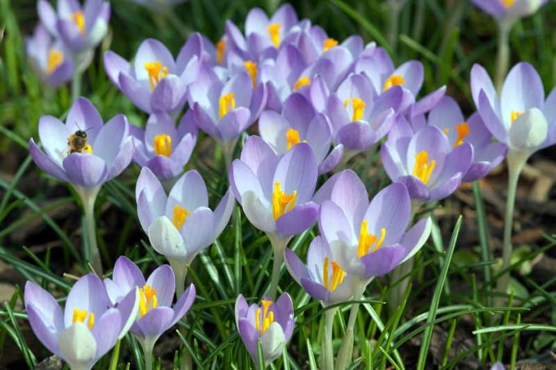 Elfen-Krokus (Crocus tommasinianus)