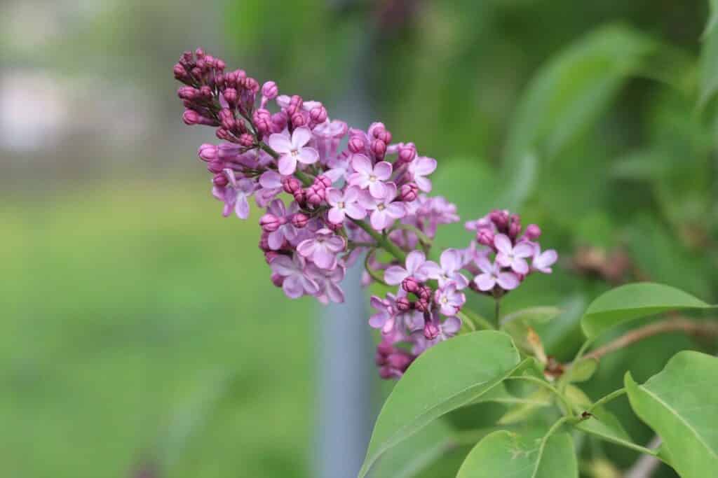 Gewöhnlicher Flieder (Syringa vulgaris)