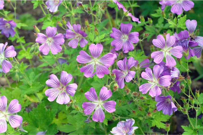 Garten-Storchschnabel (Geranium x gracile) 'Sirak'