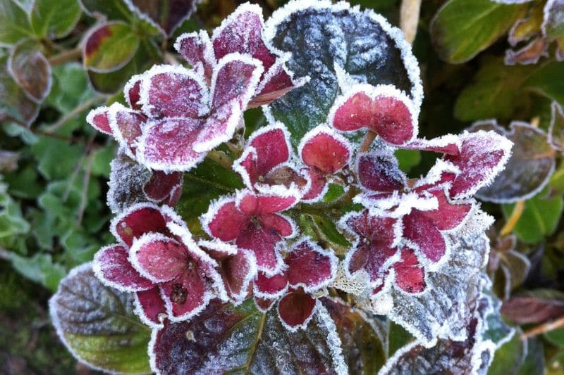 Hortensie mit Frost