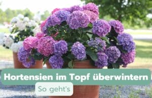 Hortensien im Topf überwintern