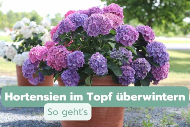 Hortensien im Topf überwintern