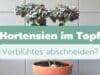 Hortensien im Topf verblühte Blüten abschneiden