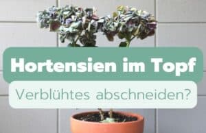 Hortensien im Topf verblühte Blüten abschneiden