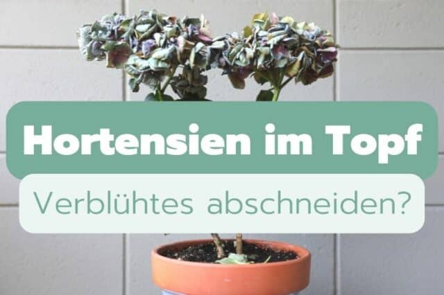 Hortensien im Topf verblühte Blüten abschneiden