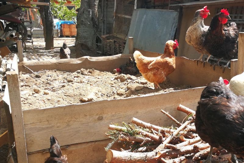 Hühner auf Komposthaufen