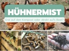 Hühnermist kompostieren
