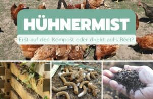 Hühnermist kompostieren