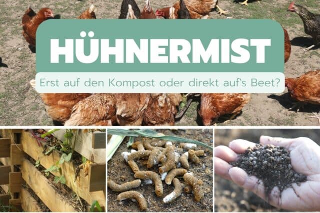 Hühnermist kompostieren