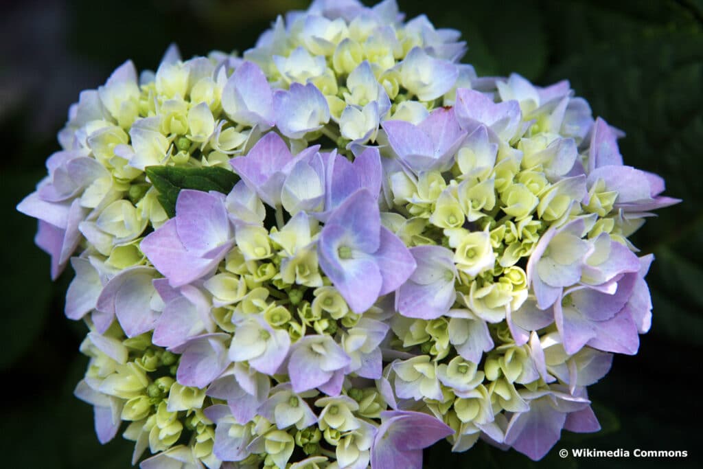 Blüte der Hortensie 'Endless Summer'