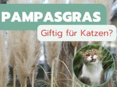 Ist Pampasgras giftig für Katzen
